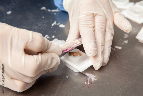 Fotografie Scientist preparing paraffin blocks containing biopsy tissue for sectioning