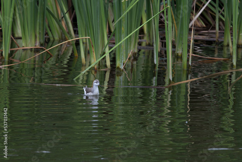 Pantanos de Villa Lima Peru Bird watching sightseing wetland swamp hobbie