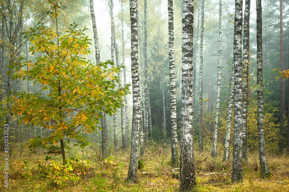Autumn landscape misty foggy day in Knyszyn Primeval Forest, Poland Europa birch woodland
