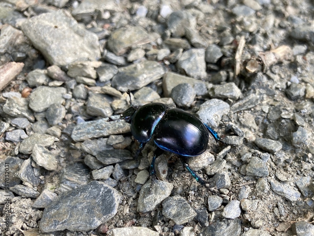 shiny black dung beetle on a surface of grey pebbles and gravel shiny black dung beetle on a surface of grey pebbles and gravel