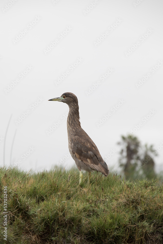 Pantanos de Villa Lima Peru Bird watching sightseing wetland swamp hobbie