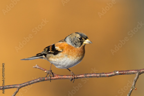 Bird Brambling ( Fringilla montifringilla ) on orange background male 