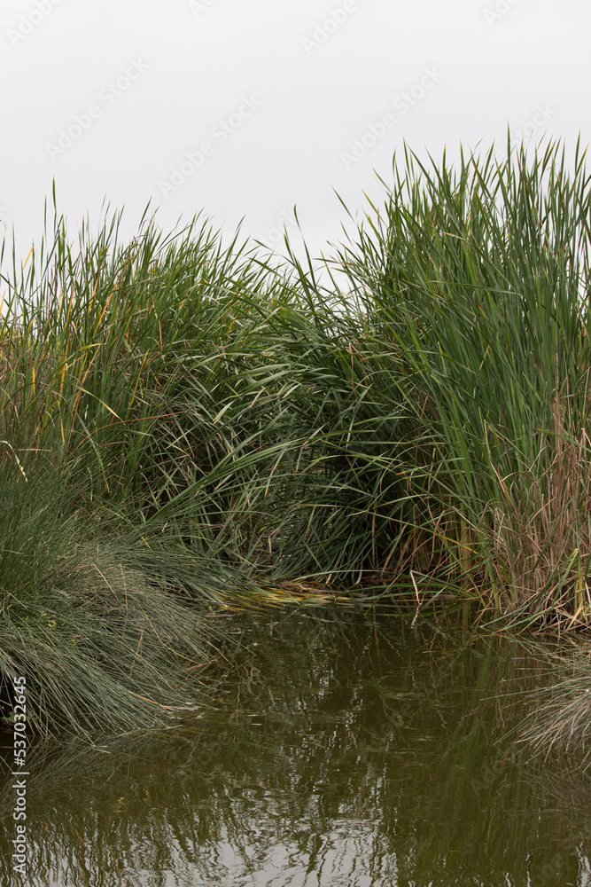 Obraz premium Pantanos de Villa Lima Peru Bird watching sightseing wetland swamp hobbie