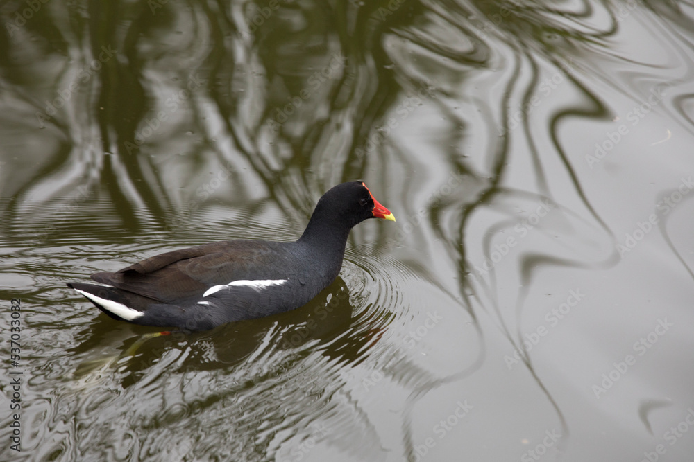 Fototapeta premium Pantanos de Villa Lima Peru Bird watching sightseing wetland swamp hobbie