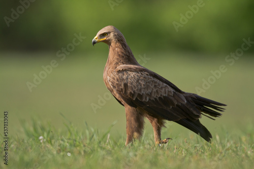 Birds of prey - Lesser Spotted Eagle Aquila pomarina