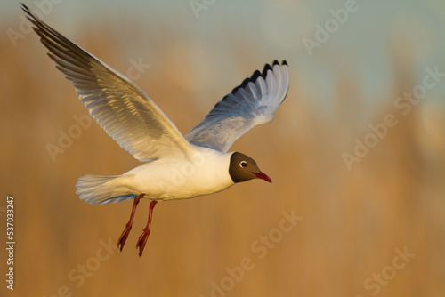 Bird black-headed gull Chroicocephalus ridibundus in flight spring time Poland, Europe 