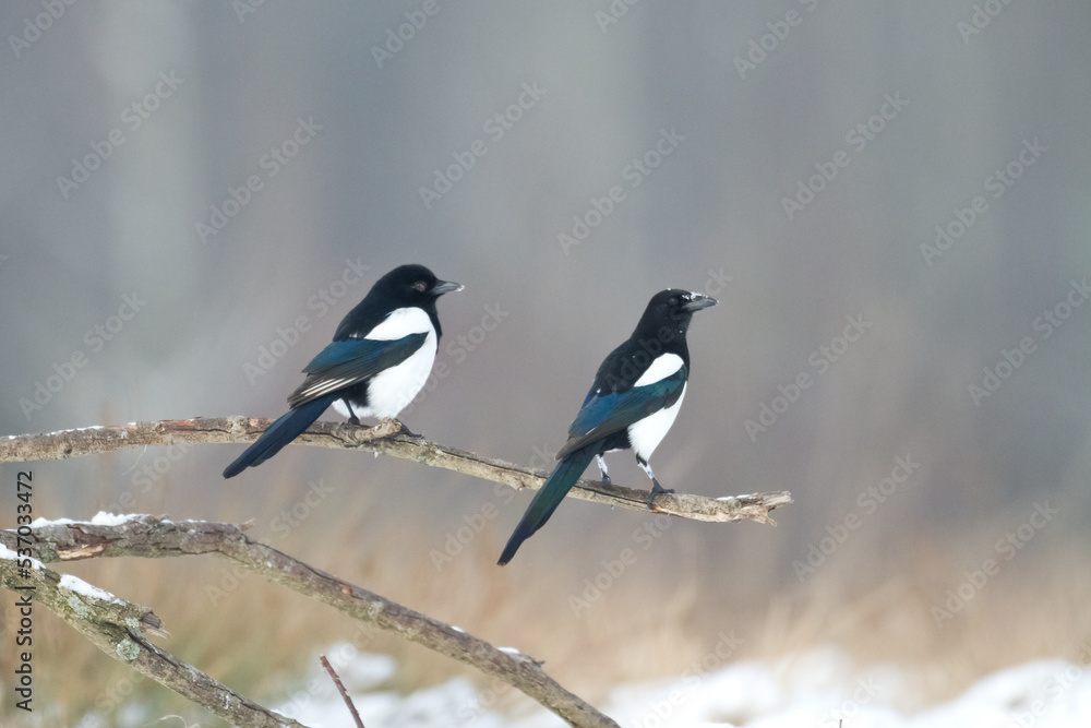 two Eurasian Magpie or Common Magpie or Pica pica is sitting on the branch with colorful background, winter time two Eurasian Magpie or Common Magpie or Pica pica is sitting on the branch with colorful background, winter time