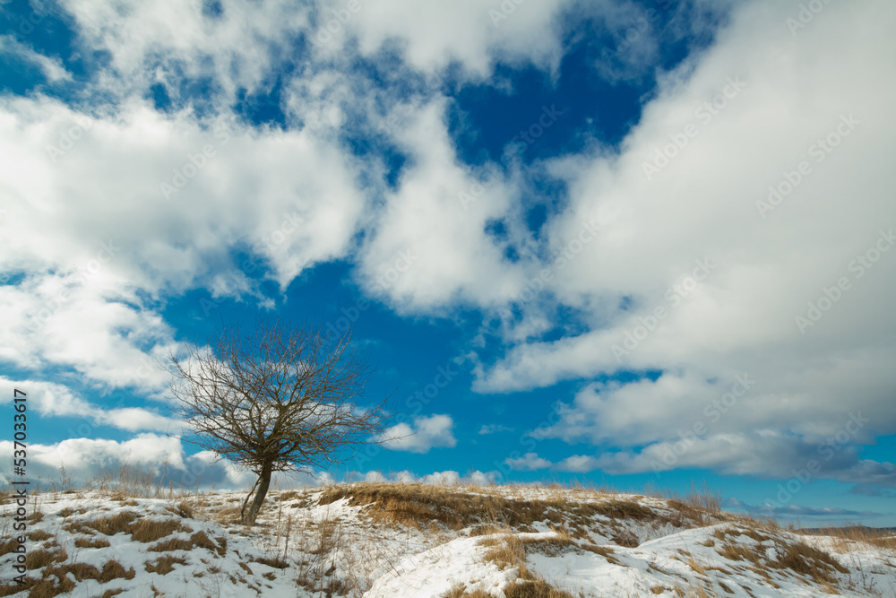 silhouette of lonely tree on the hill in Poland, Europe on sunny day in winter, amazing clouds in blue sky silhouette of lonely tree on the hill in Poland, Europe on sunny day in winter, amazing clouds in blue sky
