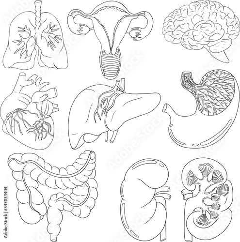 Anatomical human vector line icon set. Hand drawn internal