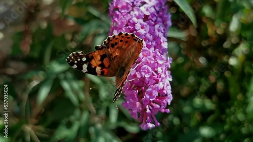 Painted Lady Thistle butterfly, Vanessa charqui on purple-pink Buddleja davidii flower  photo
