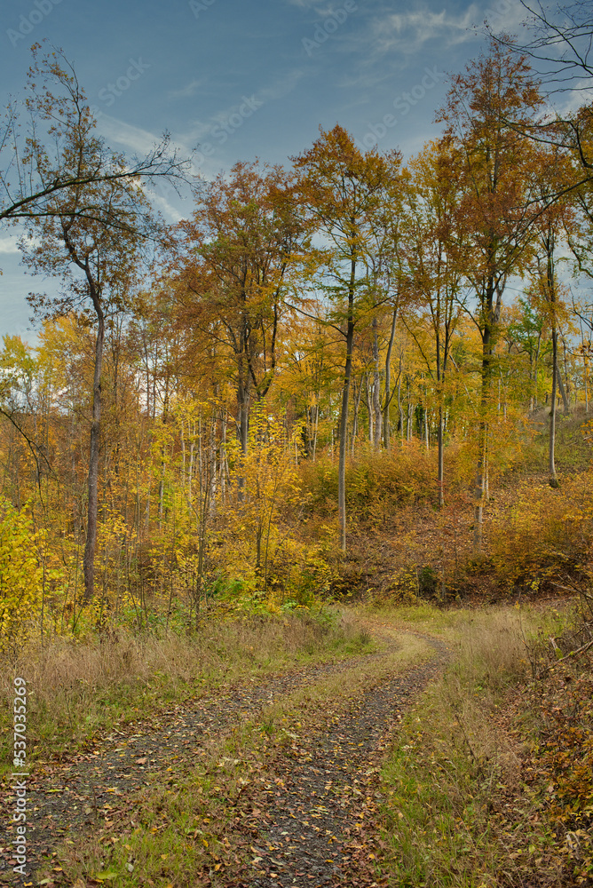Obraz premium Weg durch herbslich gefärbten Wald