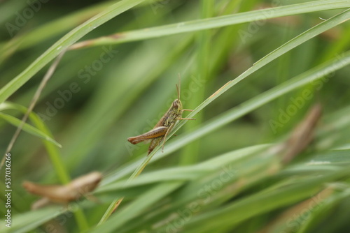 Criquets dans les herbes hautes