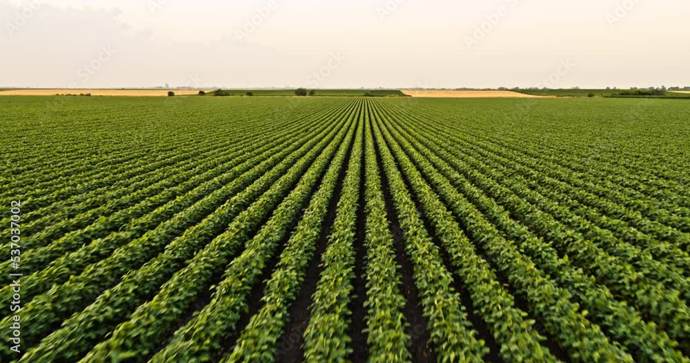 Aerial shot of agricultural soybean field at industrial farm at sunset Aerial shot of agricultural soybean field at industrial farm at sunset
