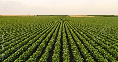 Aerial shot of agricultural soybean field at industrial farm at sunset photo