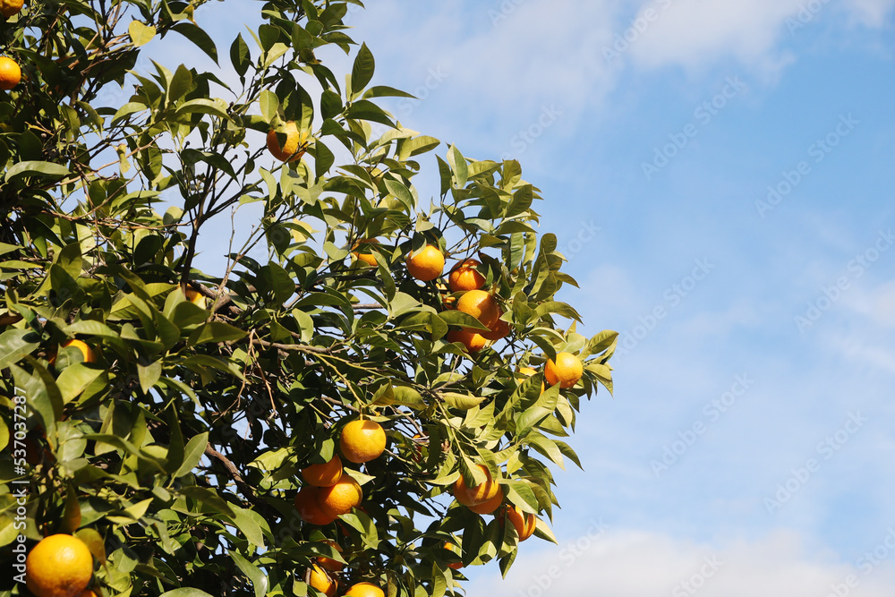 Orange trees at the streets of Cordoba, Spain Orange trees at the streets of Cordoba, Spain