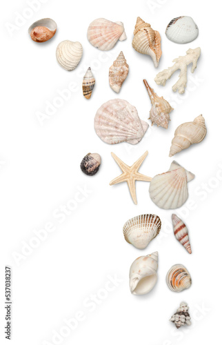 Seashells Isolated