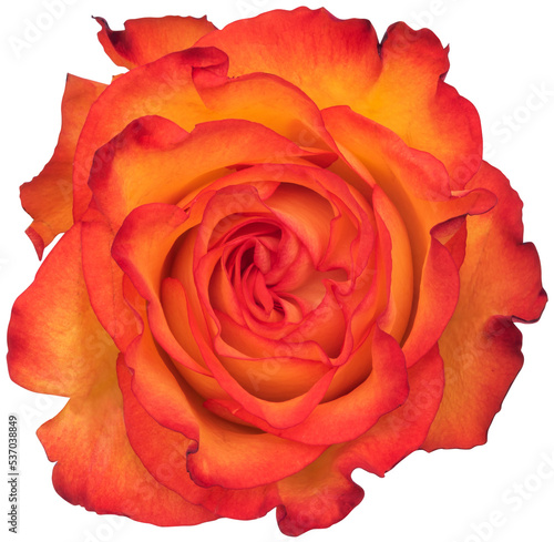 Fototapeta Naklejka Na Ścianę i Meble -  Isolated Orange rose