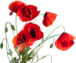 Poppy flowers isolated on white background