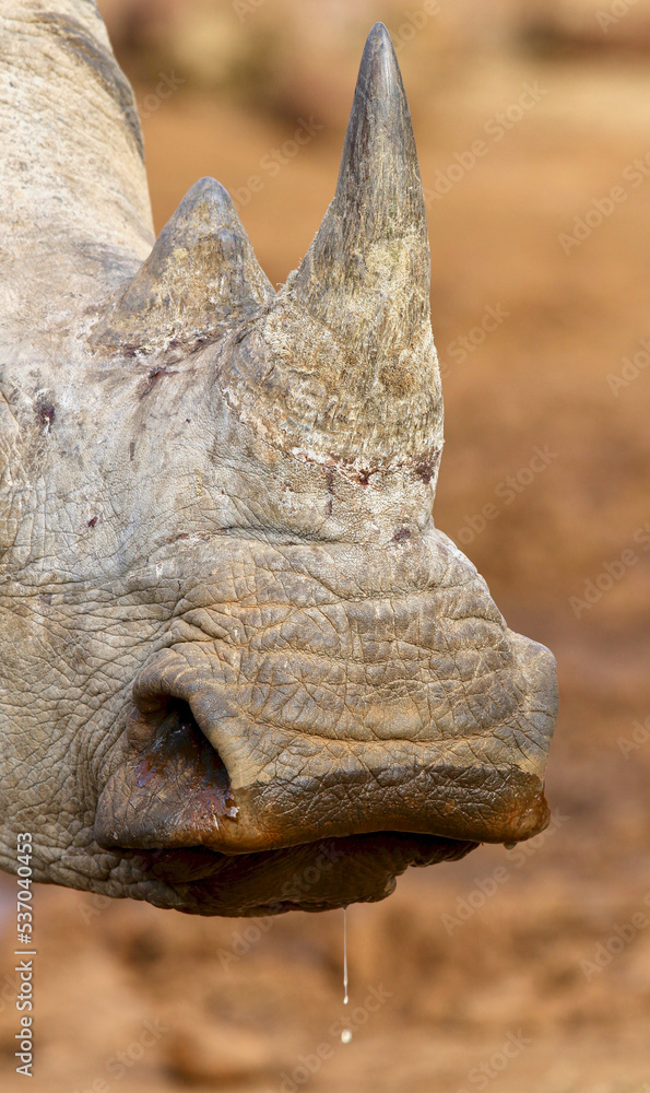 Fototapeta premium White Rhino or Square-Lipped Rhino, close up of lips and mouth