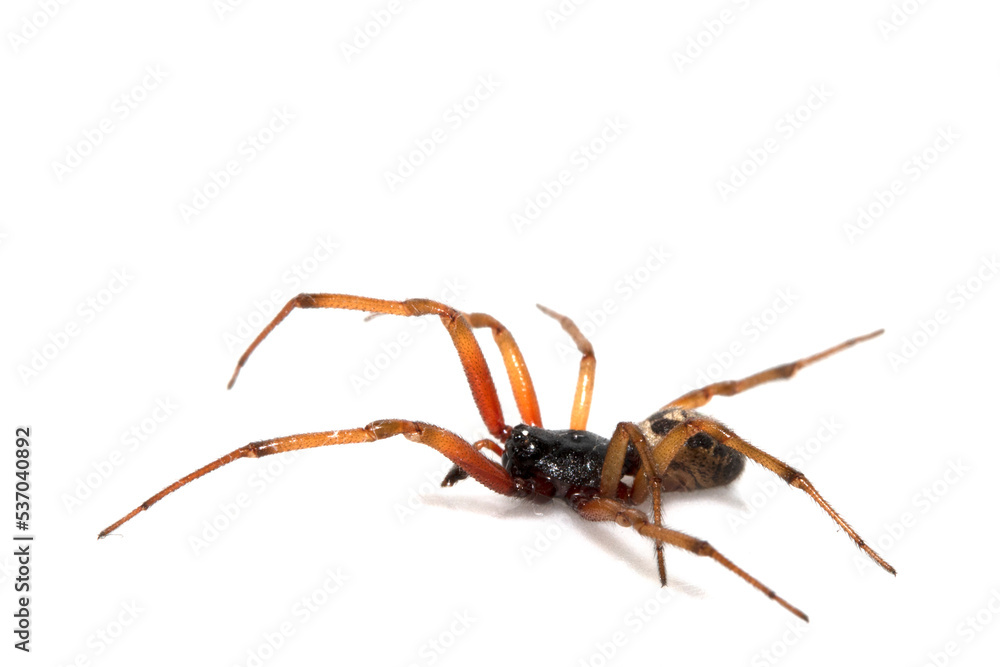 Close Up Macro Photo of a House Spider on A White Background Close Up Macro Photo of a House Spider on A White Background