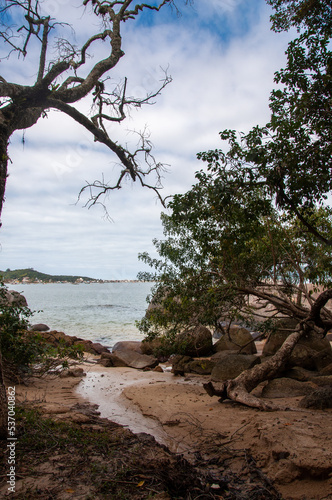 tree on the beach in brazil  photo