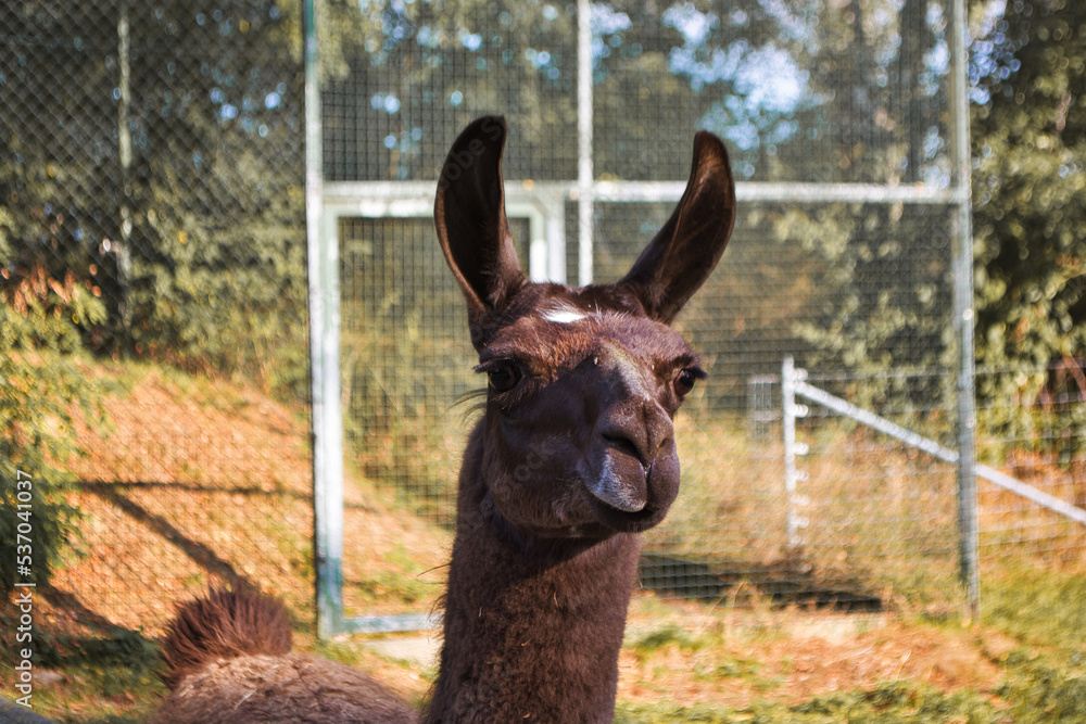 Fototapeta premium Funny Lama in the grass at Ortenau castle