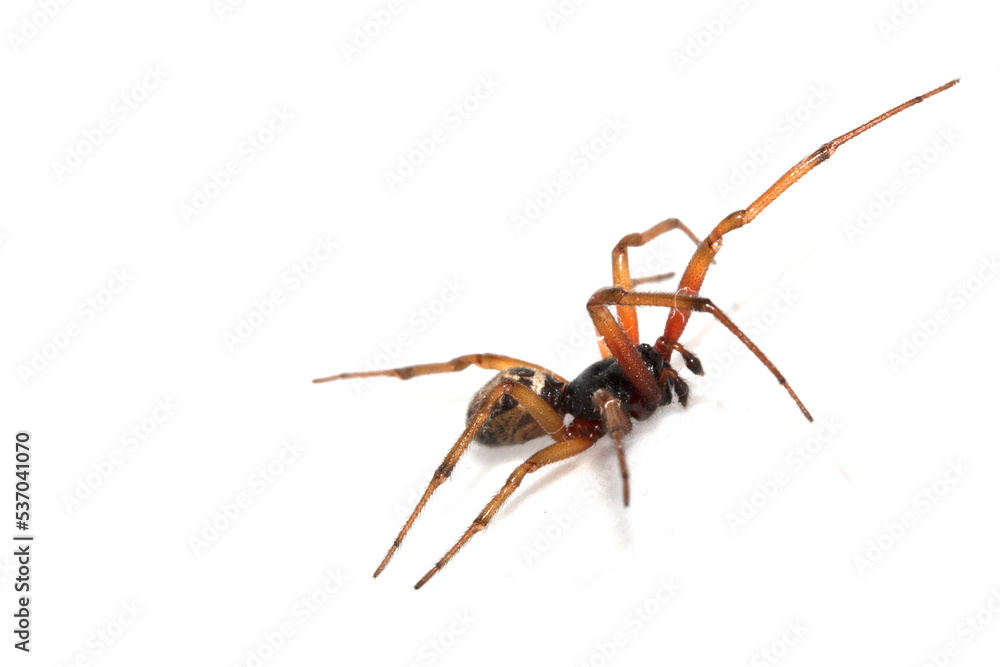 Close Up Macro Photo of a House Spider on A White Background Close Up Macro Photo of a House Spider on A White Background