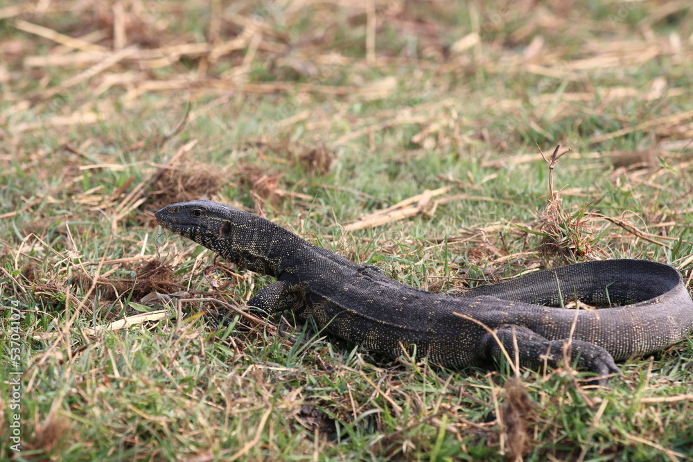 Lézard Lézard