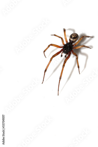 Close Up Macro Photo of a House Spider on A White Background