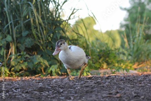 Small Ancona duck, Anas platyrhynchos domesticus walking on the ground in San Gabriel park, Texas