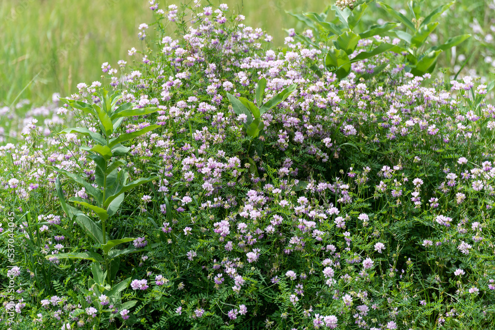 Crown Vetch Growing In The Field Crown Vetch Growing In The Field