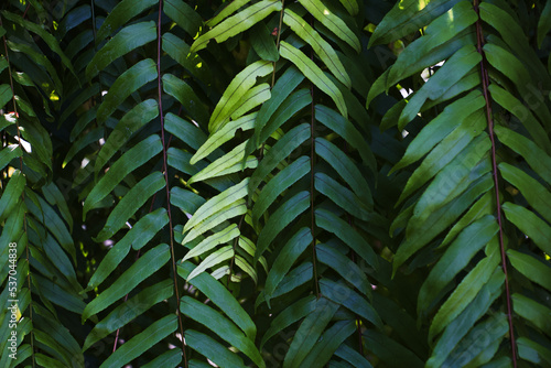 green leaves background