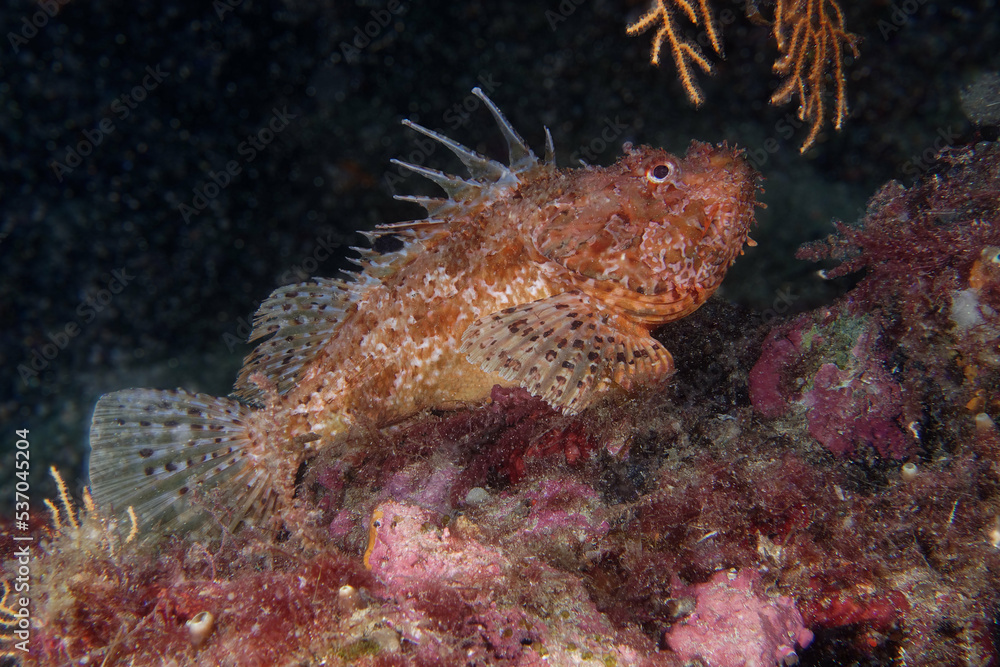 Large-scaled scorpionfish (Scorpaena scrofa) in Mediterranean Sea Large-scaled scorpionfish (Scorpaena scrofa) in Mediterranean Sea