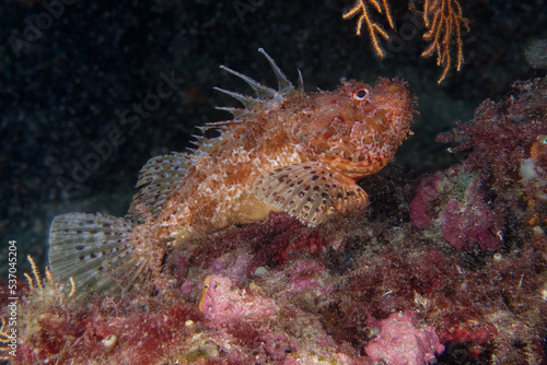 Large-scaled scorpionfish (Scorpaena scrofa) in Mediterranean Sea