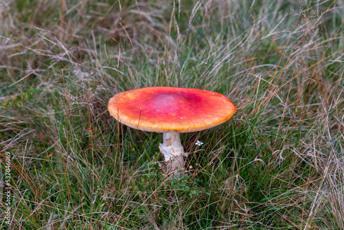 a close-up of an Amanita caesarea mushroom in the grass photo