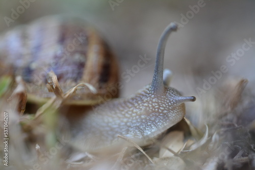 Wallpaper Mural Snail Macro Photography Torontodigital.ca