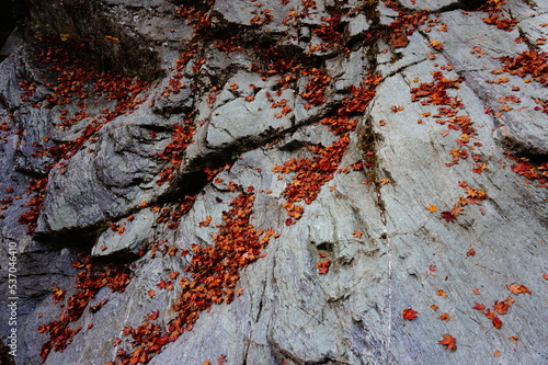 Autumn leaves on the rock face, Niyodogawa-cho, Agawa-district,
 Kochi Prefecture, Japan photo