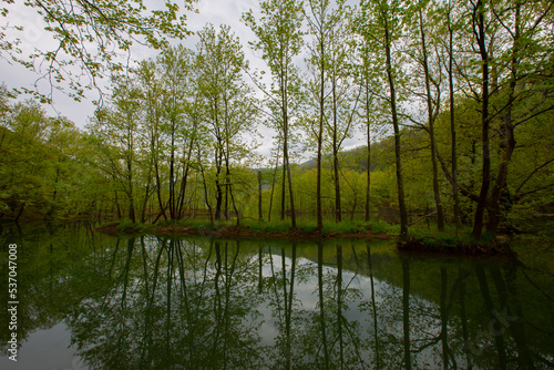 Kazandere woodland, Kiyikoy, Vize photo