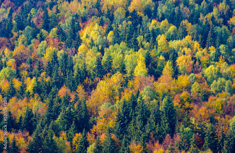The trees in a forest in many autumn colors