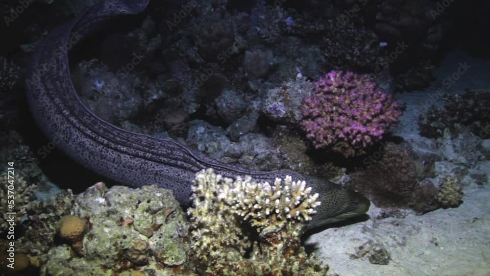 Muraena swimming near coral in sea
