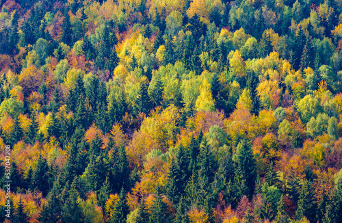 The trees in a forest in many autumn colors