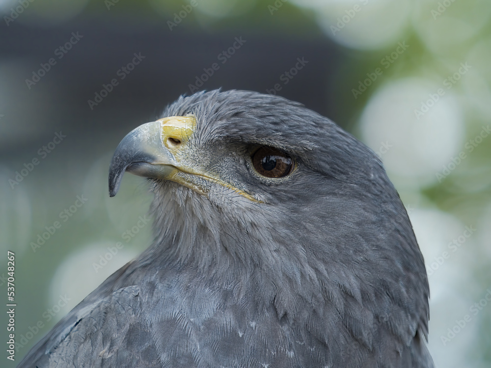 Obraz premium Chilean Eagle