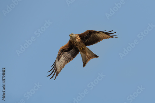 Buzzard in flight on the blue sky