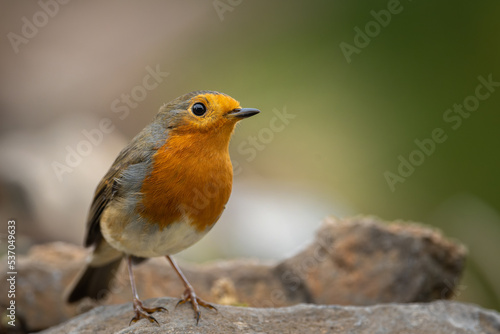 robin on the stone
