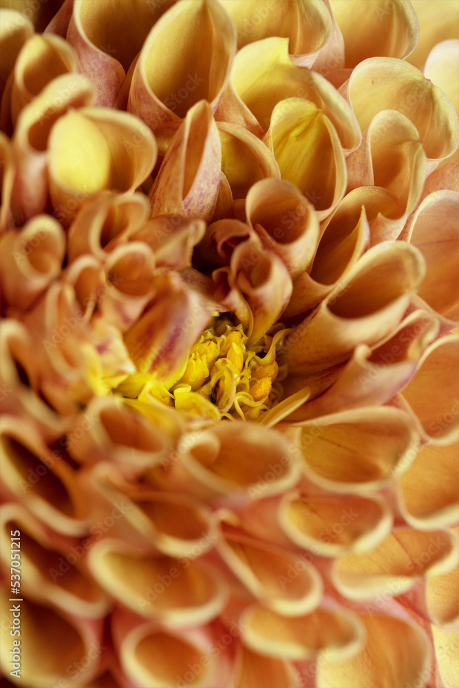 Close up of an orange dahlia flower.