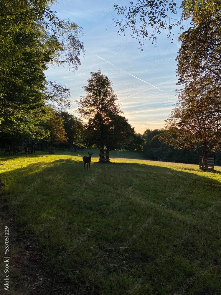 Obraz premium The road in the forest. Sunny morning. Tranquil nature scene. Path in spring green forest. The beautiful scenery of a green forest during a beautiful sunny day with tall pine trees, grass and moss.