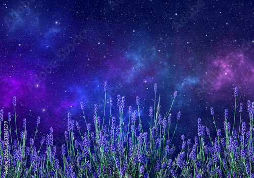 Lavender flowers, in front of night sky with nebula and stars