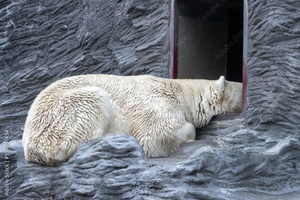 A polar bear lies with its head hidden in the entrance A polar bear lies with its head hidden in the entrance
