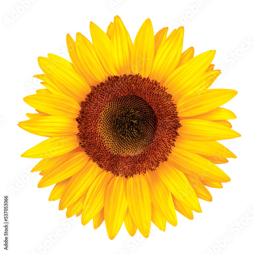 SUNFLOWER, ILLUSTRATION, isolated on white background, realism, photo realistic