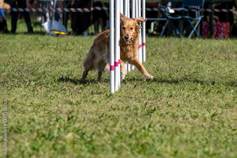 The Golden retriever dog breed faces the hurdle of slalom in dog agility competition.
